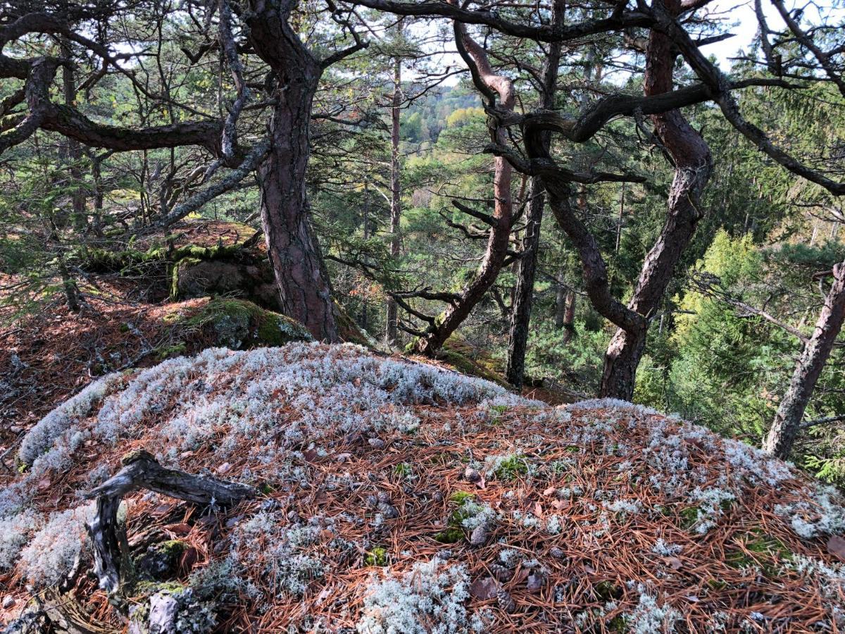 Mysig Och Modern Stuga Pa Snoegard, Naera Havet Och Naturen Lur  ภายนอก รูปภาพ