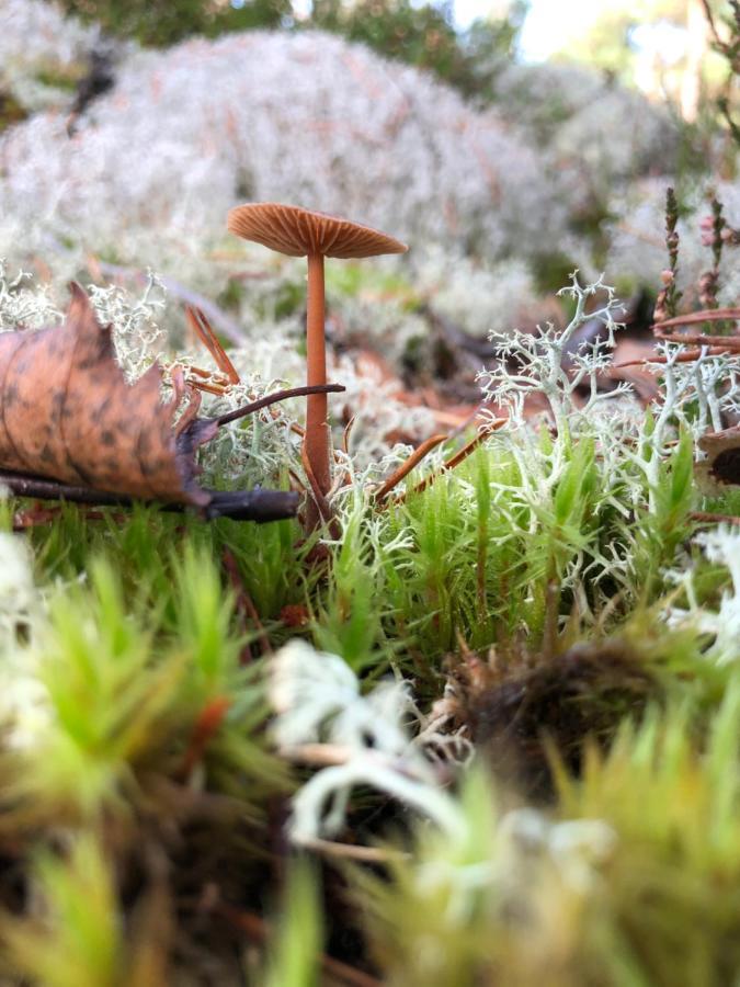 Mysig Och Modern Stuga Pa Snoegard, Naera Havet Och Naturen Lur  ภายนอก รูปภาพ